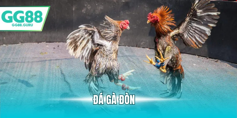 Đá Gà Đòn Và Những Điểm Nổi Bật Thu Hút Người Chơi 1 đá gà đòn