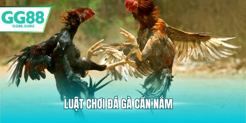 Đá Gà Đòn Và Những Điểm Nổi Bật Thu Hút Người Chơi 3 Luật chơi đá gà cần nắm