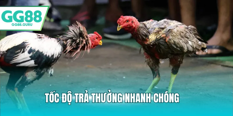 Đá Gà Đòn Và Những Điểm Nổi Bật Thu Hút Người Chơi 4 Tốc độ trả thưởng nhanh chóng