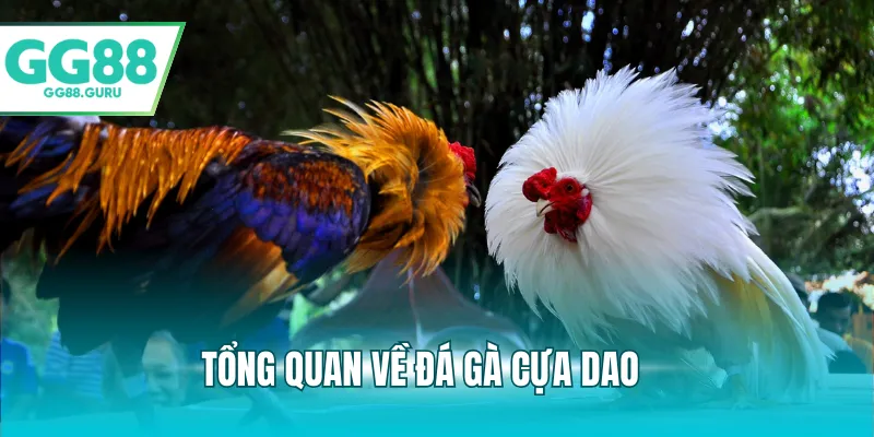 Đá Gà Cựa Dao – Trải Nghiệm Cá Cược Đầy Kịch Tính Và Hấp Dẫn 2 Tổng quan về đá gà cựa dao