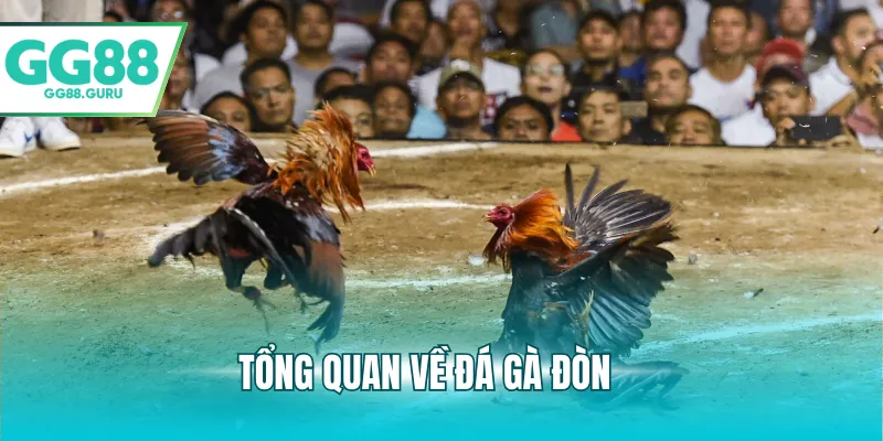 Đá Gà Đòn Và Những Điểm Nổi Bật Thu Hút Người Chơi 2 Tổng quan về đá gà đòn