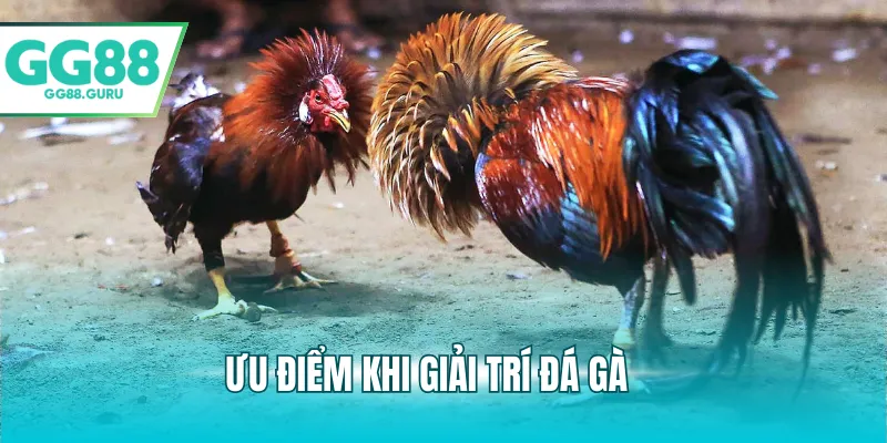 Đá Gà Cựa Dao – Trải Nghiệm Cá Cược Đầy Kịch Tính Và Hấp Dẫn 3 Ưu điểm khi giải trí đá gà